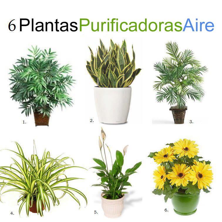 PLANTAS PURIFICADORAS DE AIRE