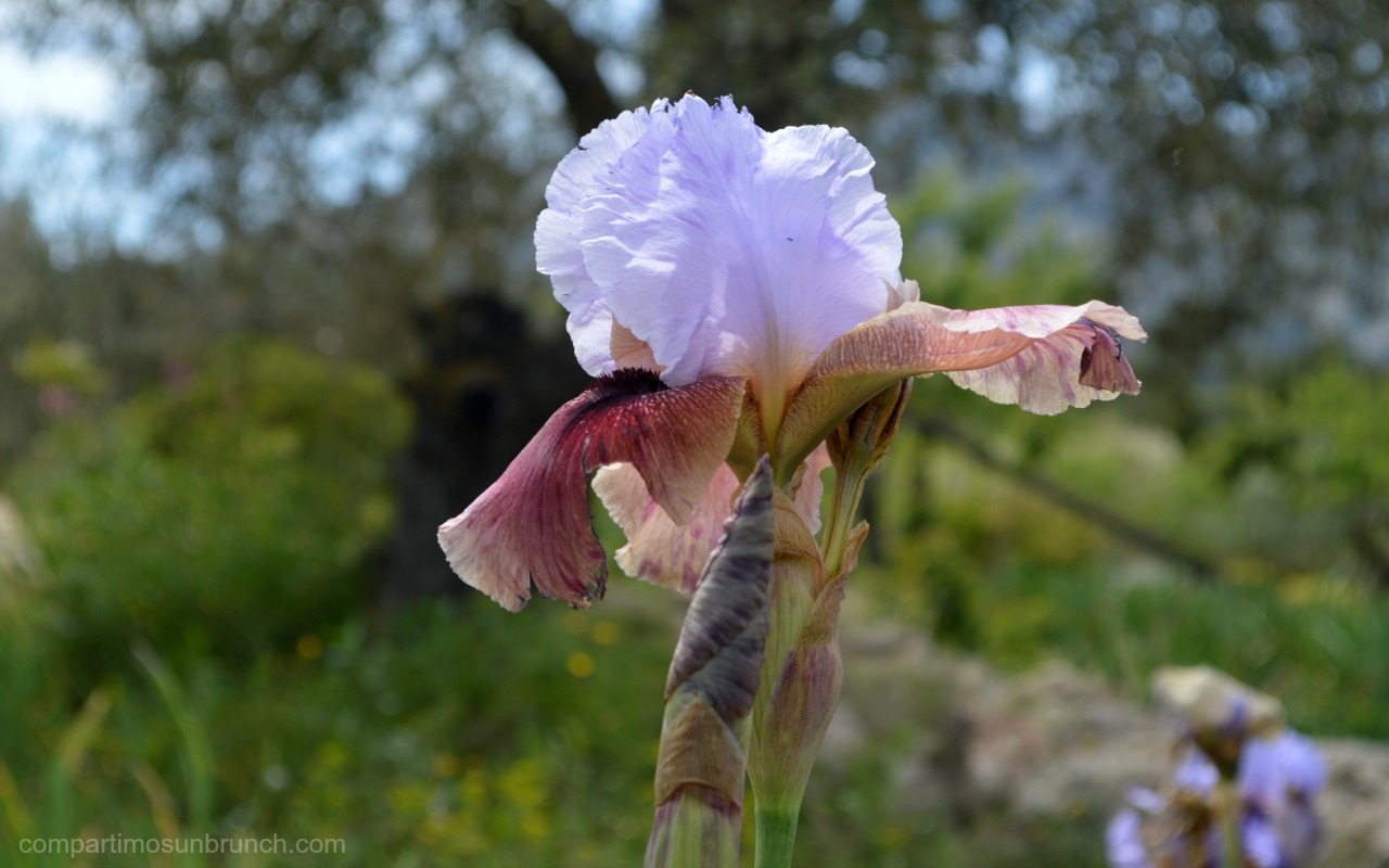 iris-flower