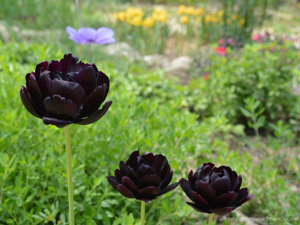 tulip-black